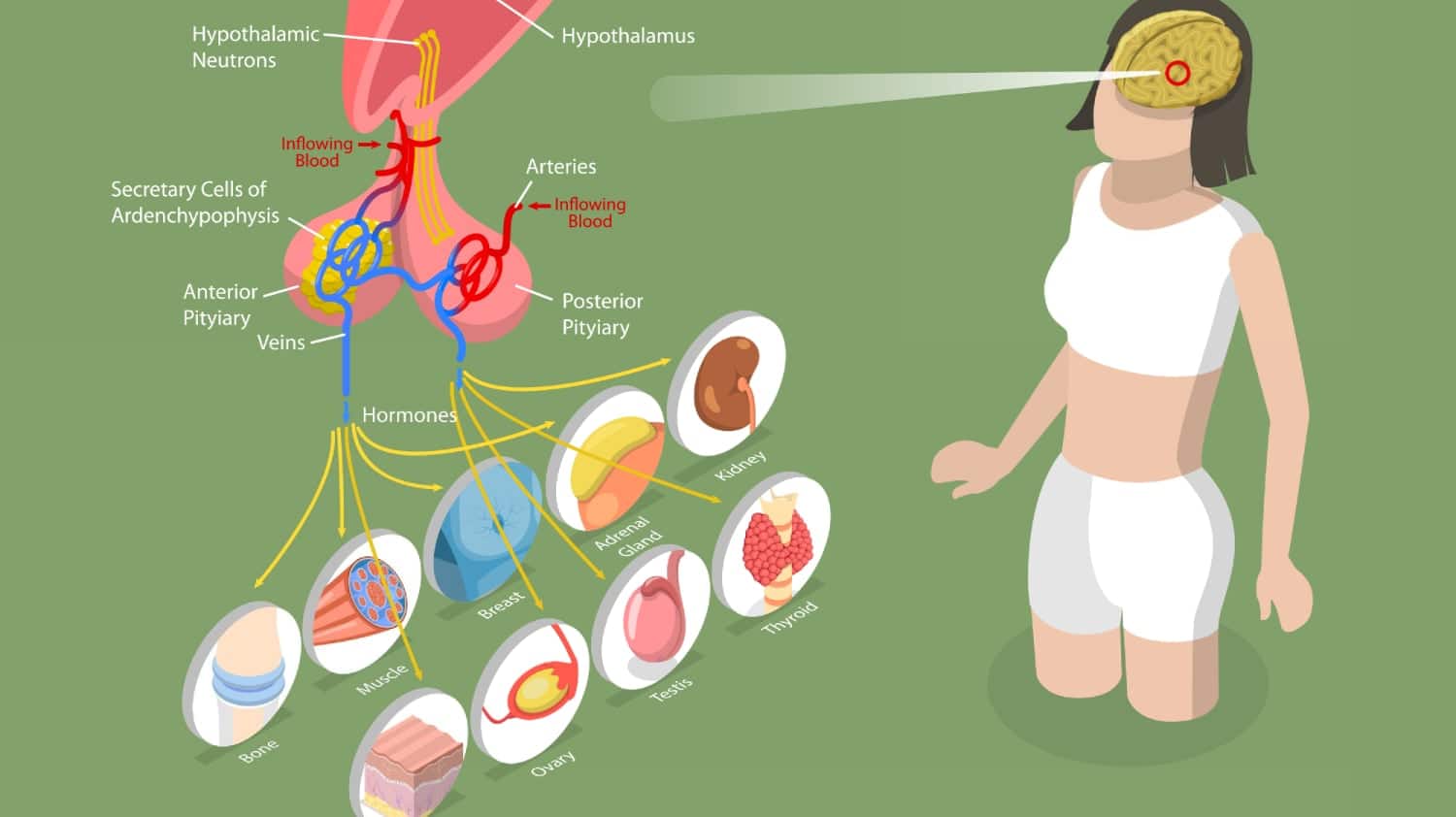 Visceral Osteopathy School Endocrinology